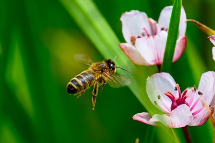 Honey Bee