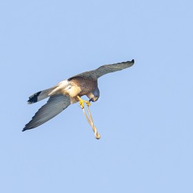 Kestral with snake returning to nest to feed Chicks - Country of Georgia GE