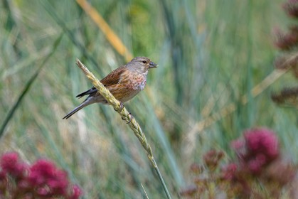 Common Linnet
