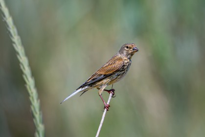 Common Linnet