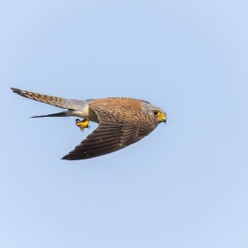 Kestral with cricket returning to feed Chicks - Country of Georgia