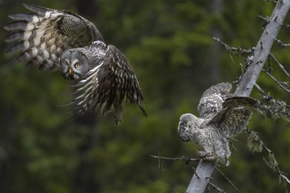 Wild Great Grey Owl in the Forest at 3.40am, just arrived with mouse for the fledged Owlet