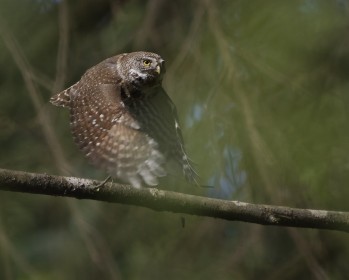 PygmyOwl launch