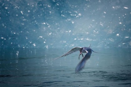 Arctic Tern by Richard Boyle
