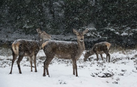 Deer by Helen Black