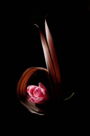 Phormium & Tulip by Wendy Hannan