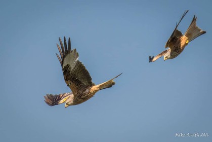 Wales - Red Kite Outing