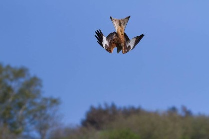 Wales - Red Kite Outing