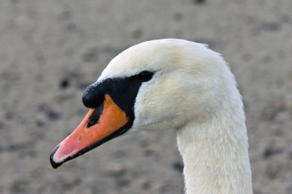 Swan by John McComish
