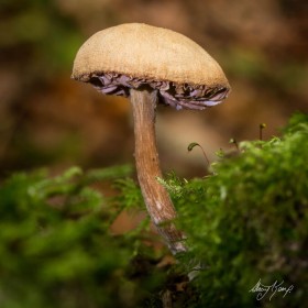 Mossy Shrooms by Stacey Neilson