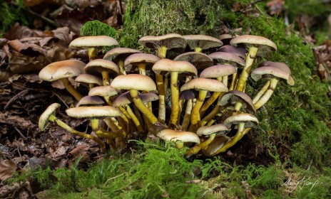 Poisonous Shrooms by Stacey Neilson