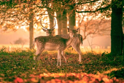 Highly Commended - Deer in Phoenix Park by Colin Fitzpatrick
