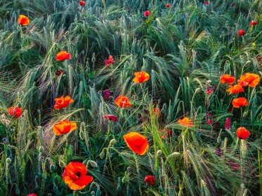 2nd - Poppies and Barley by John Wiles