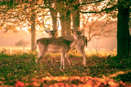 Deer in Phoenix Park by Colin Fitzpatrick
