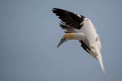 Gannet Attack by Frank Kenny