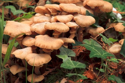Fungus by John Brew