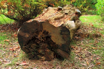 Rotting Tree Trunk by John Brew