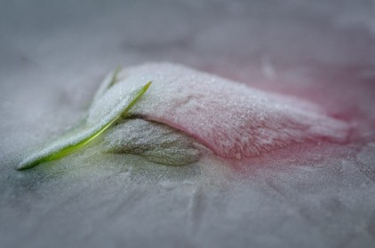 Frozen Flower by Ann O'Dwyer
