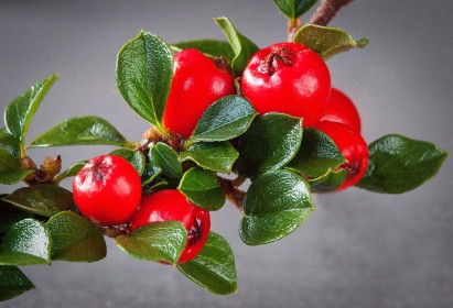 Winter Berries by Emily Galagher