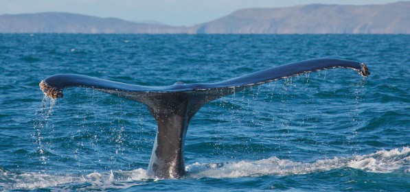 Whale Fluke by Richard Boyle