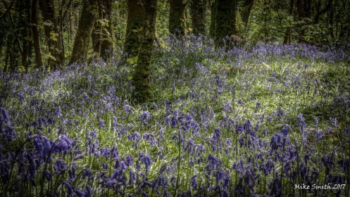 Bluebells by Mike Smith