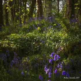 Bluebells by Mike Smith