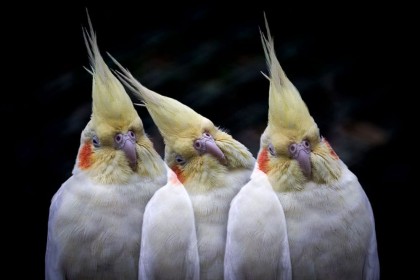 Birds by Ken Dobson
