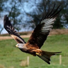 Red Kite - Gigrin Farm by Connor Molloy