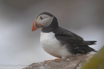 Puffin by Frank Kenny