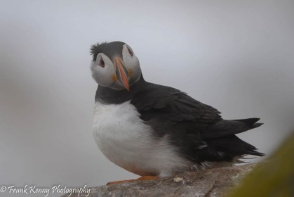 Puffin by Frank Kenny