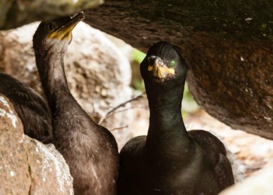 Cormorant Chicks by Ian Gemmell