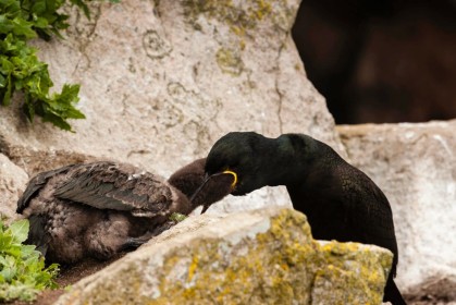 Cormorant Feeding by Ian Gemmell