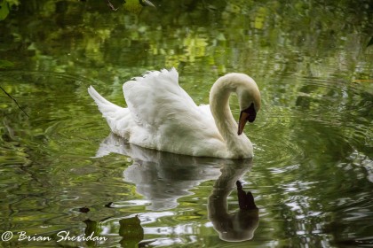 Vain Swan by Brian Sheridan