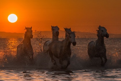 Highly Commended: Camargue Horses by Robert Hackett