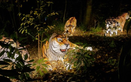 Tigers by Noreen Casey