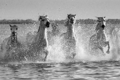 Highly Commended: Camargue Horses by Robert Hackett