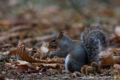 Grey Squirrel by Frank Kenny