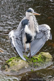 Heron by Frank Kenny (Image Printed for Showcase)
