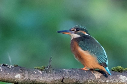 Kingfisher by Frank Kenny