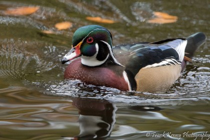 Wood Duck by Frank Kenny