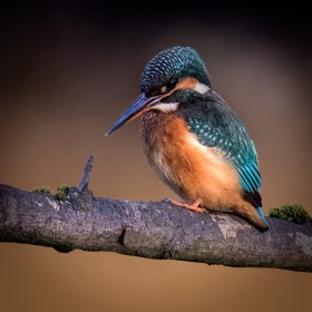 Kingfisher by Mike Smith (Image Printed for Showcase)