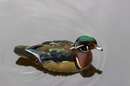 American Wood Duck by Sylvia Hick