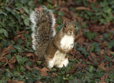 Squirrel by Sylvia Hick
