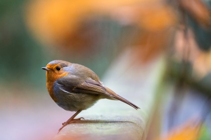 Robin by Olive Gaughan