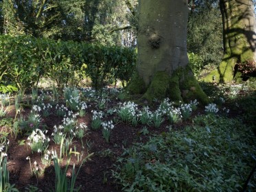 Snowdrops in the Sunshine by Jean Hartin