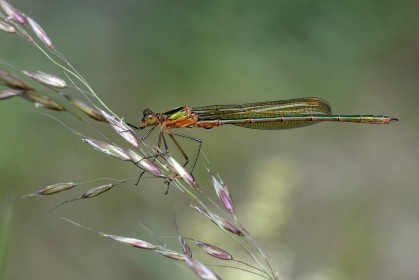 Frank Kenny - Projected Theme - Emerald Damselfly - HM Non Advanced