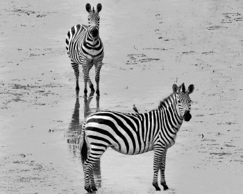 1st: Black with white stripes or white with black stripes... who cares by Joseph Cunningham