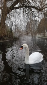 3rd: Swan on Misty Lake by Rory Wallace