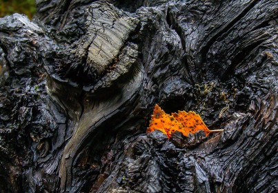 Highly Commended: Leaf in Bog Oak by Peter Brennan