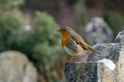 Highly Commended: Robin by Michael McNamara